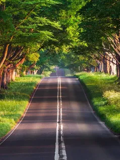 晨曦绿林 林荫道上的宁静时光 高清手机壁纸